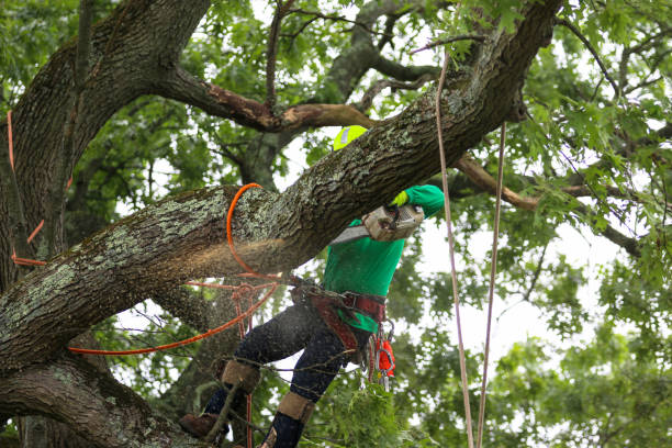 Best Fruit Tree Pruning  in Galena, OH